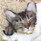 作品タオルに包まれて眠るキジトラ猫