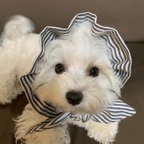 作品犬の　ぼうしみたいなスヌード👒　グレーのストライプ🩶