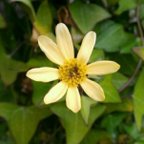 作品黄色い花が咲く
マーガレットアイビー