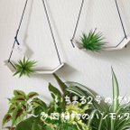 作品〜多肉植物のハンモック〜いちまる2号