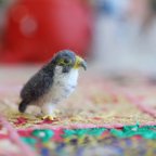 作品ミニミニハヤブサ　tiny falcon