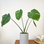 作品1点限定販売☆観葉植物　モンステラ大　インテリアグリーン　グレーセメント風鉢