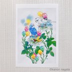 作品【透明水彩画・ポストカード】「会いに来たよ」2枚セット/イラスト　セキセイインコ　鳥　バラ　白　花
