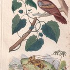 作品フランスアンティーク 博物画 『鳥類・昆虫 　Cryllon monstrueux』 多色刷り銅版画