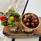 作品1点限り！お試し2セット多肉寄せ植え