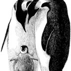 作品動物のペン画「皇帝ペンギン親子」B4サイズ