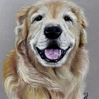 作品動物画　オーダーお受けします　色鉛筆画　パステル画　鉛筆画　ペット　似顔絵　犬　猫　