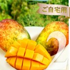 作品マンゴー 2kg(4-8玉) 【ご自宅用】 沖縄県産 宜野座村産 送料無料 アップルマンゴー アーウィン種