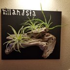 作品流木アートとTillandsia