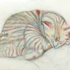 作品Tabby Cat (Rough Sketch) 虎猫　アクリル、色鉛筆絵画　真作