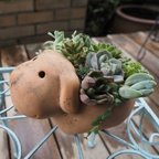 作品わんちゃんde多肉植物の寄せ植え