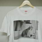 作品街ねこ あくびTシャツ(Ⅼサイズ)