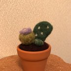 作品寄せ植え羊毛サボテン