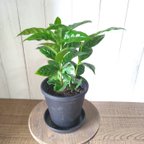 作品希少　コーヒーの木　３株植え　4号鉢　観葉植物　樹形綺麗　テーブルサイズ