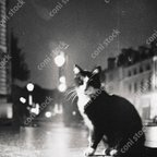 作品昔のパリの猫がいる風景のイメージ、レトロ、モノクロ、アート、古びた写真　conistock_90589_04.jpg