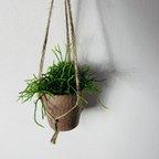 作品飾って楽しむ『リプサリス・セレウスクラ』ハンギングアロマ鉢　3号　観葉植物　インテリア　壁掛け