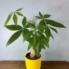 作品【育てやすい】観葉植物 パキラ ハイドロカルチャー