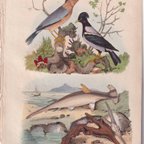 作品フランスアンティーク 博物画 植物画『鳥類　Martins』 多色刷り銅版画