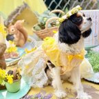 作品わんちゃんの花かんむり　ドライフラワー 撮影会　撮影用　フォトアイテム　犬グッズ