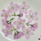 作品桜   (押し花)