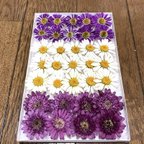 作品③ macoronのお花畑で咲いた春色のお花たちのドライフラワーです‼️