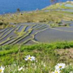 作品壁にかけられる写真パネル「春の千枚田」