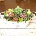 作品多肉植物　寄せ植え　そのまま飾りながら育てる　アレンジ　おうちプレゼント　ホワイト取って付き鉢