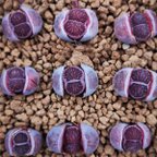 作品レア　多肉植物　リトープス  紫菊章玉　1.2cm  抜き苗　1株