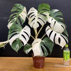 作品超希少 斑入り モンステラ ボルシギアナ ホワイトタイガー ハーフムーン　1鉢 Varigated Monstera Borsigana Half a moon