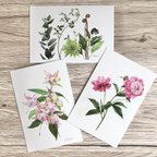 作品【ボタニカルアート】ポストカード3枚セット(芍薬/フクシア/春の植物たち)
