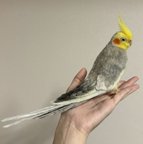 作品オカメインコ　オーダー品