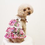 作品犬服　レースフリルワンピース