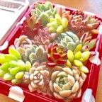 作品多肉植物 カット苗 モリモリ 36