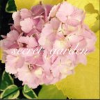 作品珍しい❣️黄金葉アジサイ カラーリーフ 苗 薄ピンクの花 紫陽花 斑入り