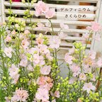 作品再入荷🌷花苗 デルフィニウム さくらひめ 4号ポット 宿根草 ピンク 春と秋に咲く