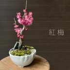 作品【紅梅盆栽 万古白深鉢三波石の飾り石付き】　 盆栽 ぼんさい ボンサイ bonsai bonsaiart ミニ盆栽