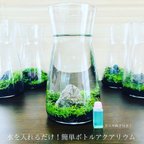 作品かんたん！ボトルアクアリウム　水草:ニューラージパールグラス