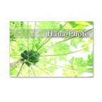 作品1111)　爽やかな緑の風景　　  ポストカード5枚組