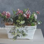 作品早割り☆母の日のプレゼント☆春の寄せ植え❁¨̮クレマチスペトリエイ  ペチュニア