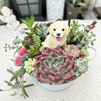 作品【送料無料】可愛い♡ゴールデンレトリバー春の寄せ植え♪多肉植物寄せ植え　プレゼント