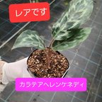 作品レア！カラテアヘレンケネディー　観葉植物