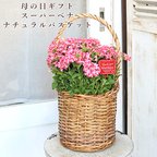 作品🌷母の日ギフト 鉢花 PW バーベナ スーパーベナ コーラルトゥインクル＆ナチュラルバスケット 四季咲き