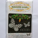 作品キラキラ☆オオゴマダラ コースター Tree nymph butterfly coaster