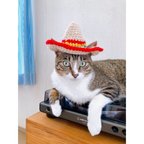 作品Sombrero Hat🌞　猫ちゃん・小型犬用