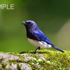 作品幸せを呼ぶ青い鳥『オオルリ』　はがきサイズ