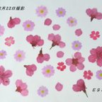 作品桜とサクラソウ、バーベナ  おまけ付き 押し花№64