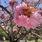 作品桜　sawayakasuzu 様専用