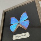 作品エガーモルフォ蝶の標本