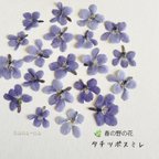 作品🌿春の野の花　タチツボスミレ 20 ＊ 押し花