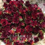 作品ミニミニ薔薇★ミニバラ ドライフラワー★20輪セット+おまけ2輪付き！★花材　素材★レジン加工　ハーバリウムなどに★